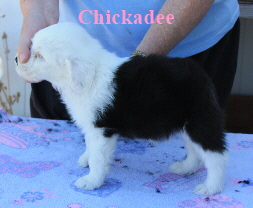 Friendly Chaucer Puppies 8 4 08 317
