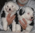 Sunshine Chaucer all white head.left right ear. two boys 2