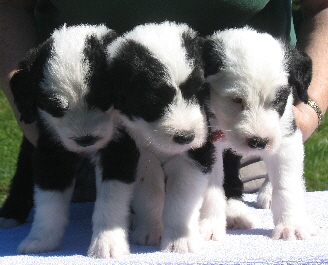 puppies without dots